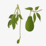 Crecimiento, maduración de frutos y cosecha