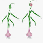 Formación y crecimiento de bulbos