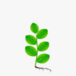 Desarrollo vegetativo