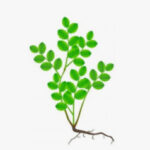 Poda y estimulación de laterales