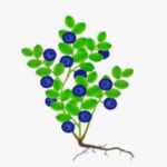 Floración, amarre y crecimiento de frutos