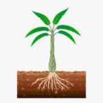 Desarrollo vegetativo / Formación de retoños