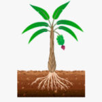 Floración / Fructificación