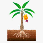 Llenado y maduración de frutos