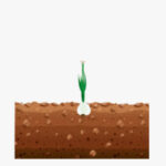 Desarrollo vegetativo