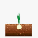 Crecimiento de bulbos