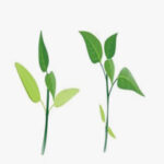 Desarrollo vegetativo