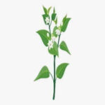 Floración y amarre de frutos