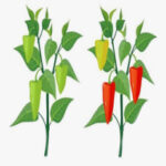 Llenado y maduración de frutos