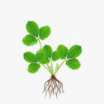 Desarrollo vegetativo