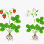 Floración, amarre y crecimiento de frutos