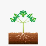 Desarrollo vegetativo