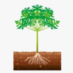 Inicio de floración