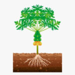 Crecimiento, maduración de frutos y cosecha