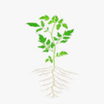 Desarrollo vegetativo