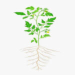 Floración y amarre de frutos