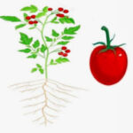 Llenado, maduración de frutos, corte de primeros racimos y subsecuentes