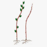 Poda y estimulación de cargadores