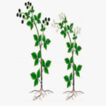 Estimulación de cargadores para floración, amarre y crecimiento de frutos