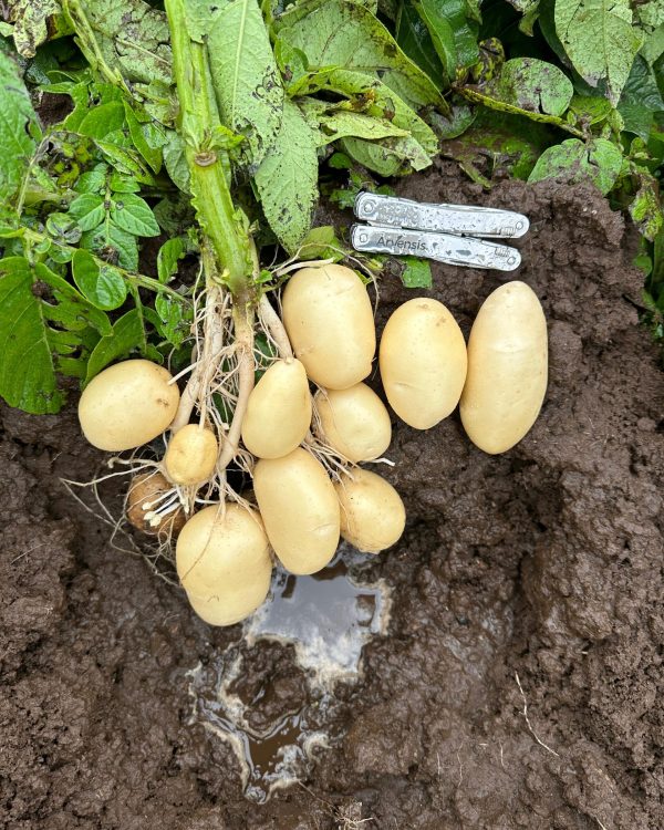 WhatsApp Image 2024-09-19 at 1.49.22 PM (1)